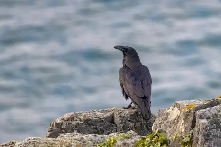 Grand Corbeau (Corvus corax )