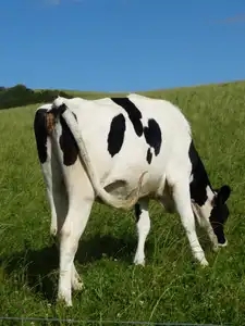 Vache noir et blanche
