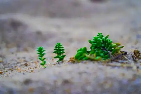 Plante dans les dunes
