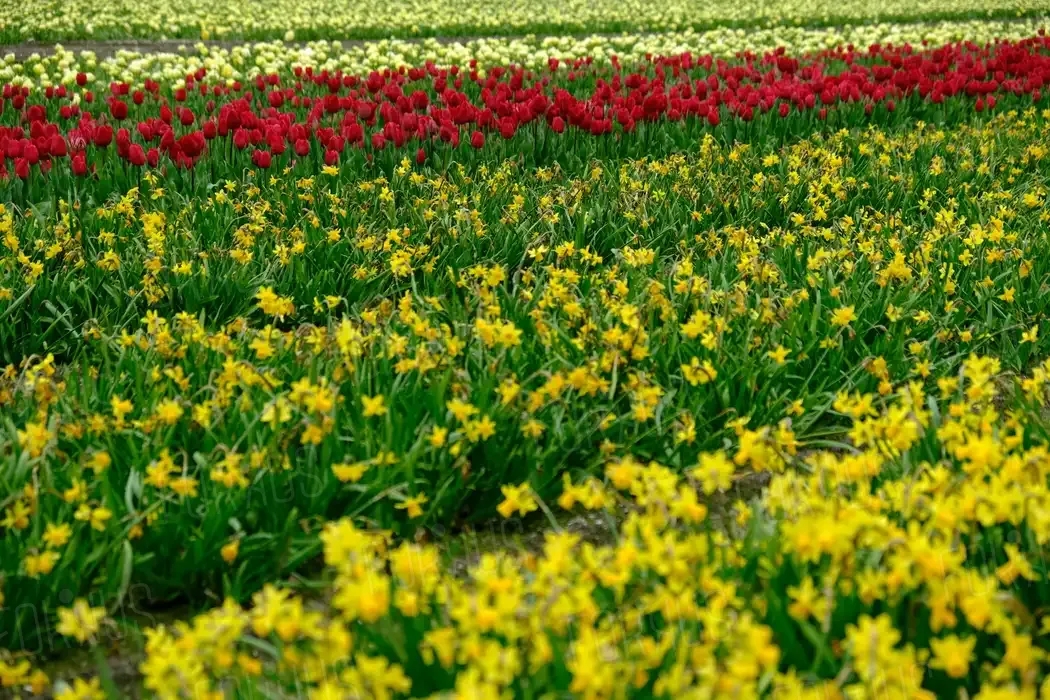 Série des champs de fleurs de plomeur - 1 