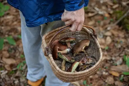 Cueillette de cèpes dans la forêt à Combrit