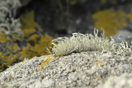 Lichen sur son socle de granit