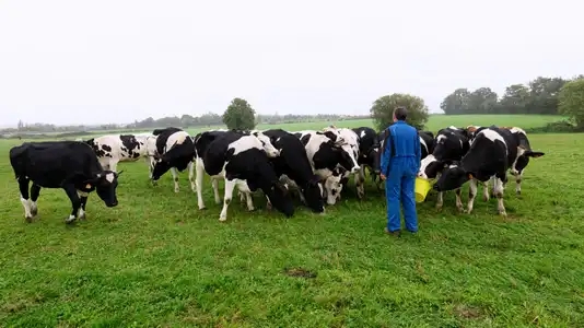 Vaches au pré & agriculteur