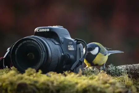 Oiseau photographe