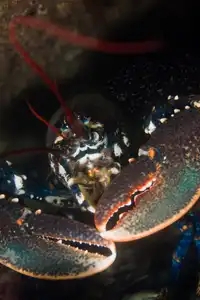 Photographie sous-marine d'un homard breton