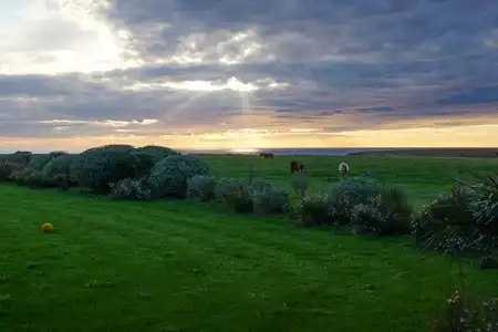 chevaux dans un champs face à l'océan