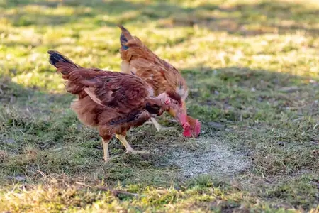 poulets fermiers sur l'herbe