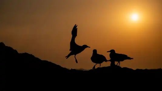 trois mouettes au coucher du soleil