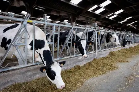 Vaches se nourrissant de fourrage à l'étable