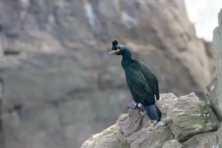 Cormoran huppé en plumage nuptial au cap Fréhel (Gulosus aristotelis)