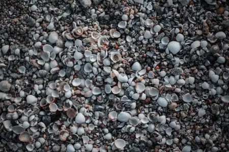 Multitude de coquillages sur la plage à Keremma