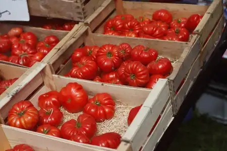 Tomates sur le marché de Quimper