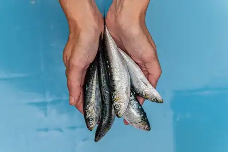 Sardines en main