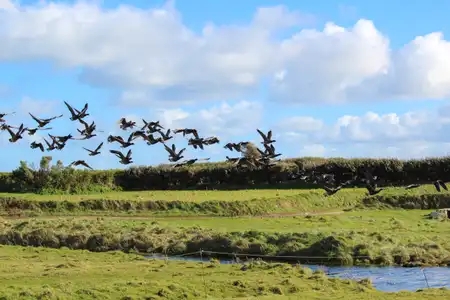 oiseaux migrateurs en vol - île de batz