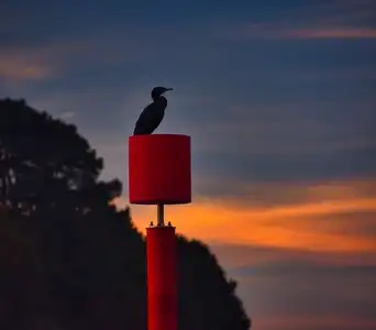 lever de soleil avec cormoran sur balise