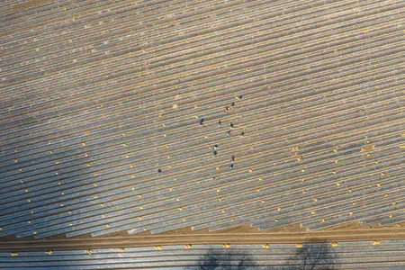 Vue aérienne champ d'échalotes à Dirinon