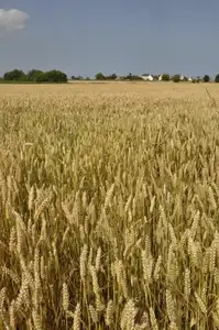 Parcelle de blé