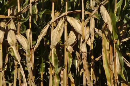 Culture de maïs avant la moisson