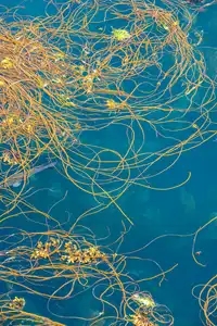 Algues Himanthalia elongata ou spaghetti de mer en surface