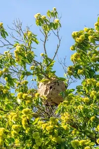 nid de frelon asiatique dans un arbre