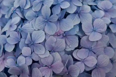 Pétales d'hortensias bleus