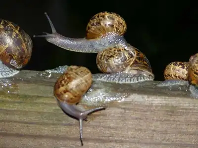 Escargots sous la pluie