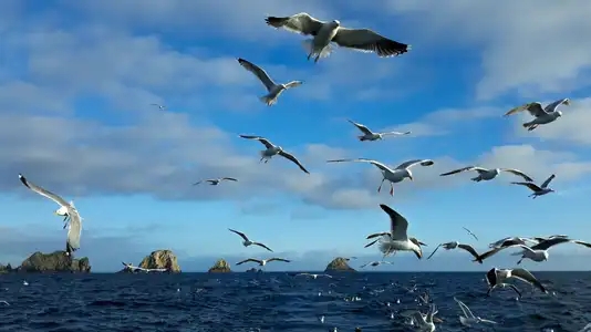 Oiseaux en Presqu'île de Crozon