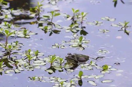 Accouplement de grenouilles au Parc de Bréquigny à Rennes