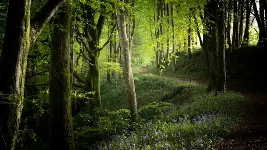 forêt du Finistère au printemps