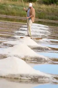 Récolte du gros sel dans les marais salants de Guérande
