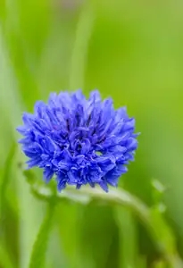 fleur du bleuet en gros plan