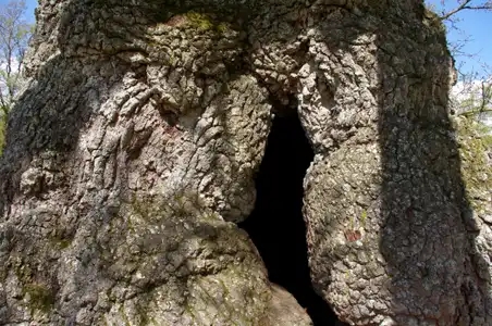La cachette de l'Abbé Guillotin dans ce chêne