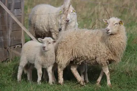 Brebis et ses agneaux - Pays Bigouden