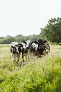 Quatre jeunes vaches dans un champ