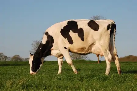 Vache laitière, Prim'Holstein