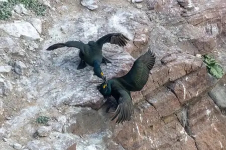Prise de bec - Cormorans huppés au cap Fréhel (Gulosus aristotelis)