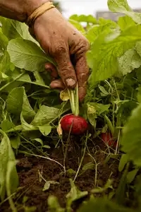 Récolte de radis en pleine terre à la main