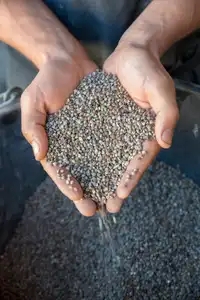 Agriculteur tenant entre ses mains des graines de sarrasin