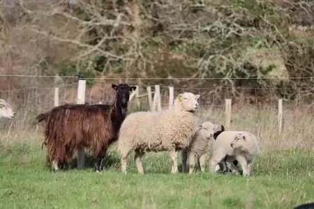 Moutons et chèvres - Pays Bigouden