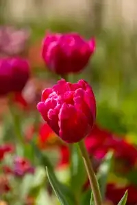 gros plan de fleur rose fushia