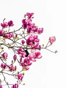 retour du printemps sur les bords de l'Odet à Quimper , floraison d'un magnolia