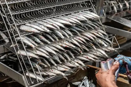 Ranger les sardines dans les grilles, en conserverie