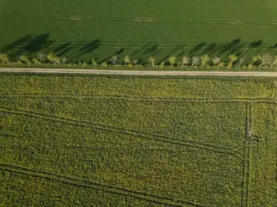 Vue aérienne d'un champ de colza au printemps