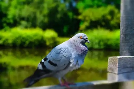 Pigeon sur le bord de l'étang, Jardin de Brocéliande