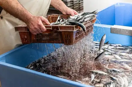 Lavage de sardines dans une conserverie de poissons à Concarneau