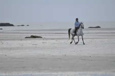 cavalier sur la plage en fin de journée