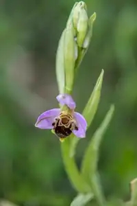 Ophrys abeille, orchidée sauvage, dans les dunes de Theven Pen An Dour à Plougoulm
