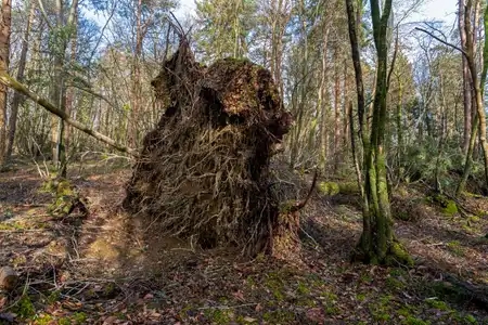 Forêt avec arbres déracinés passage tempête Ciaran