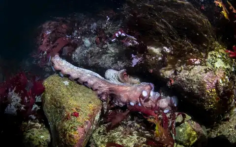 poulpe, octopus vulgaris