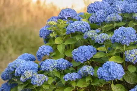 Massif d'hortensias bleus en fleurs